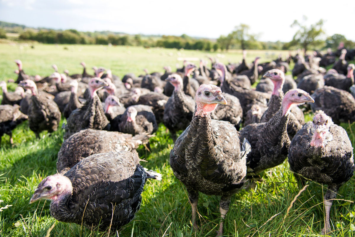 Free range Woodland Bronze turkeys at Hogan’s Farm