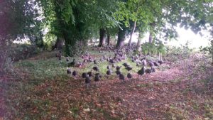 Our Woodland Turkeys